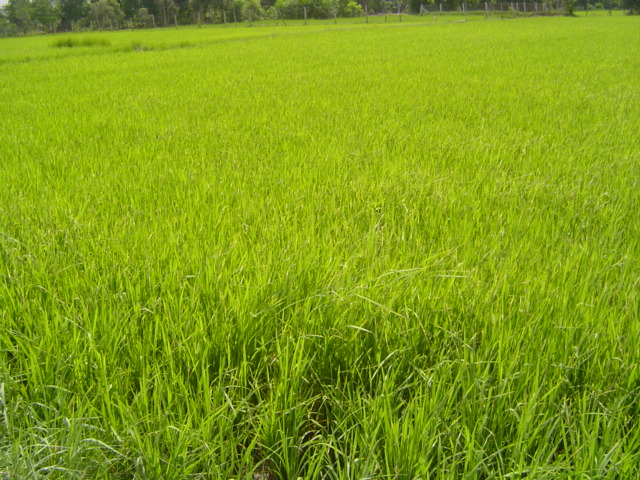 Tổng quan Thị trường phân bón tháng 9/2012